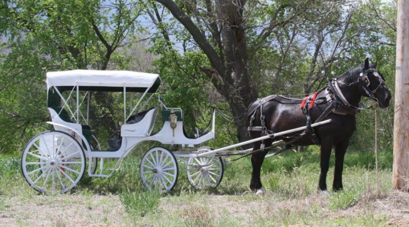 dark brown horse and white carriage ride