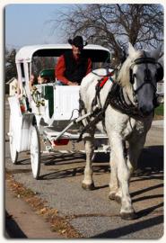Horse Drawn Carriage Ride 
