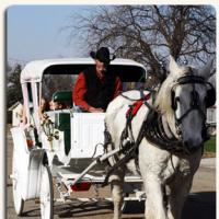 Horse Drawn Carriage Ride 