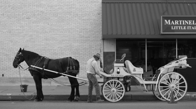 Wedding reception horse carriage
